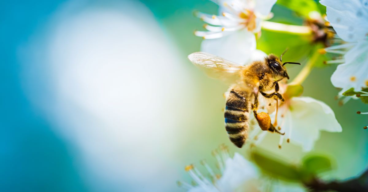 Bienen schützen im Garten – Tipps für Tuttlingen