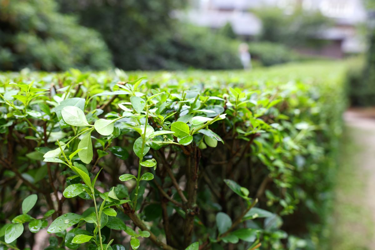 Hecke schneiden: Wann ist es erlaubt? Rechtliche Regeln