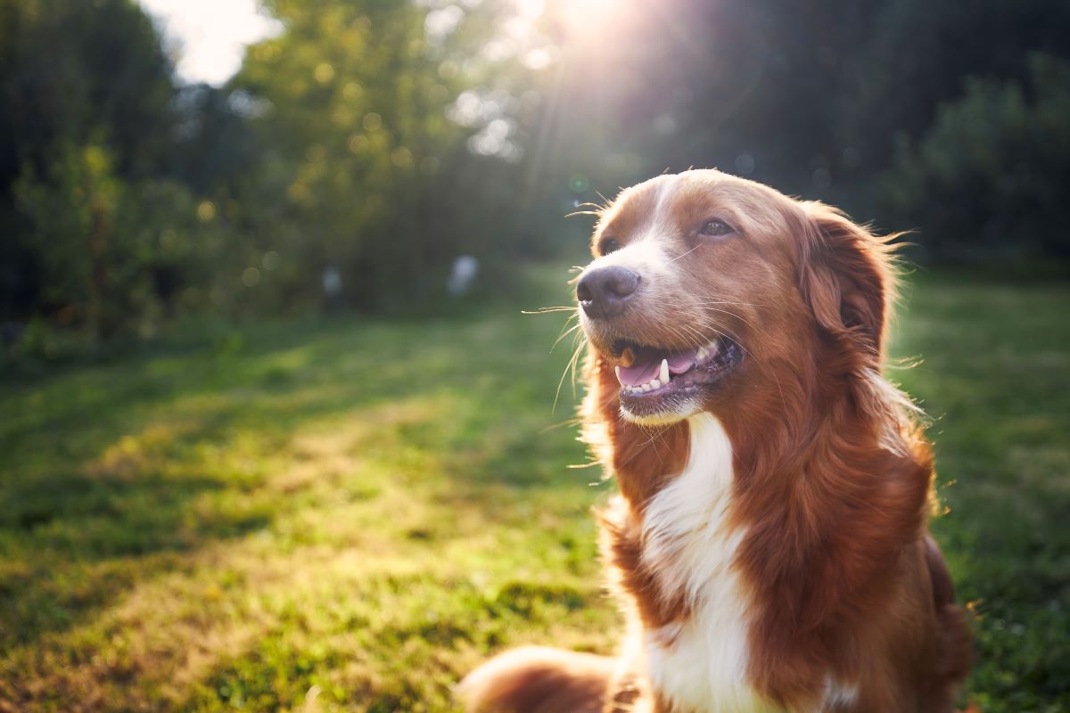 Hund vermisst Tuttlingen — erste Schritte & Suchtipps