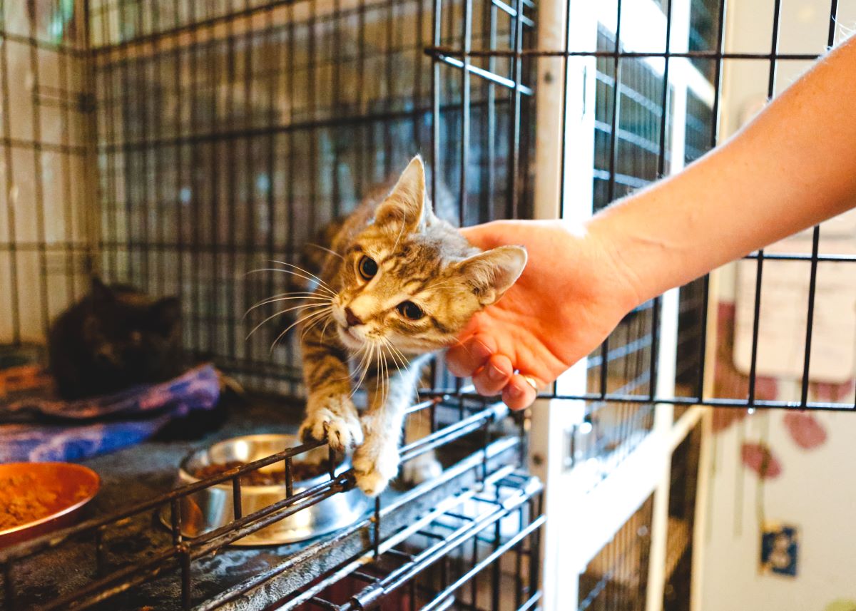 Katze mikrochippen Tuttlingen – Wichtige Infos & Anleitung